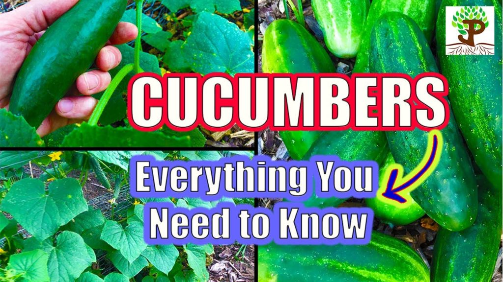CUCUMBERS, Everything You Need To Know!
