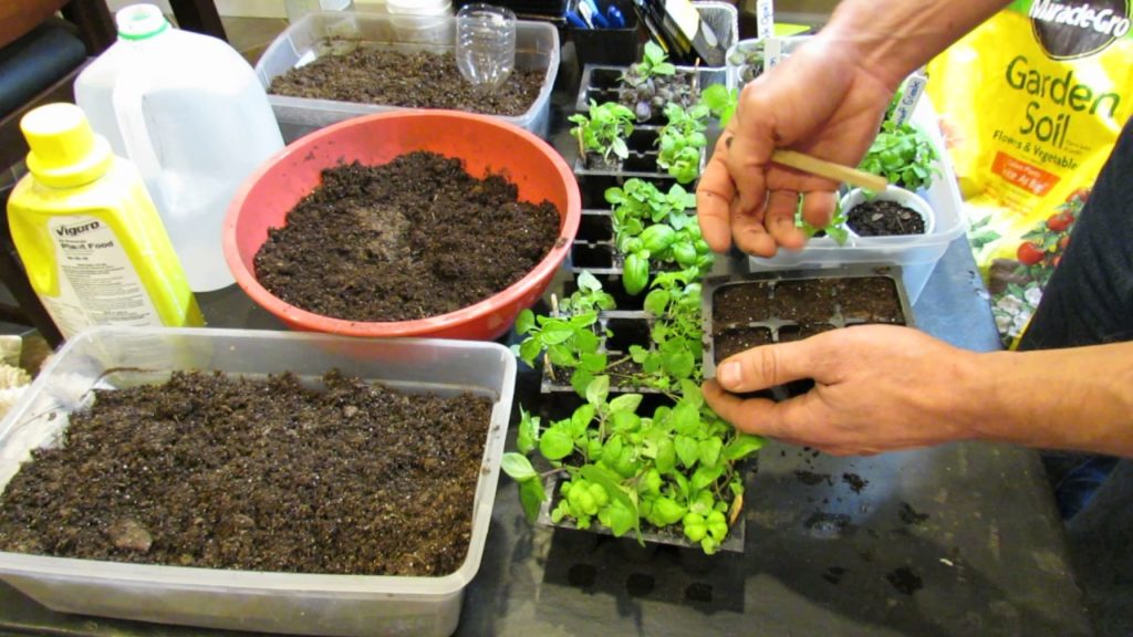 Gary Pilarchik: Seed Starting Basil Indoors: Starting Mixes, Light, Fertilizing & More – Grow as I Grow Series Seed Starting Basil Indoors: Starting Mixes, Light, Fertilizing & More - Grow as I Grow Series