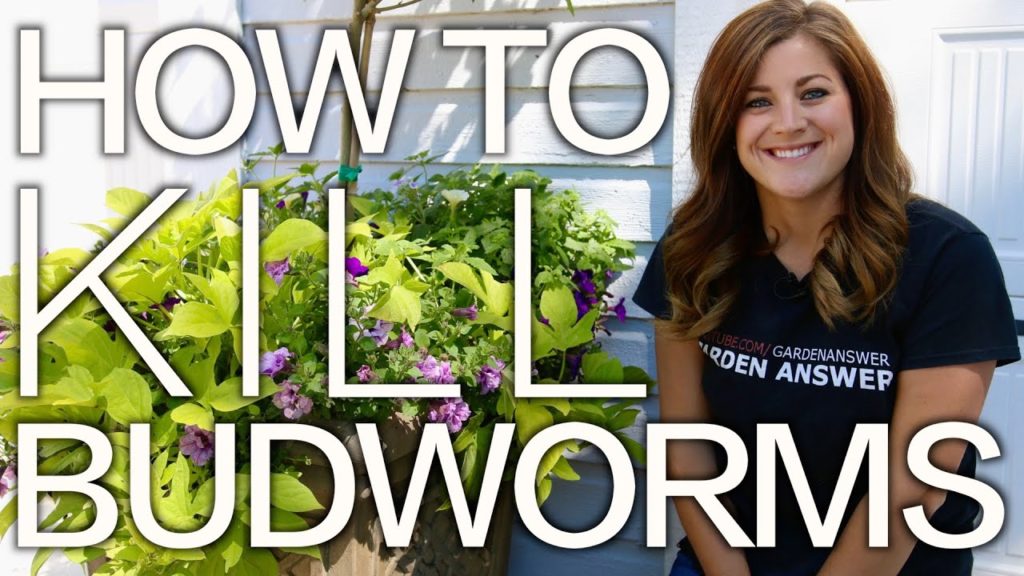 Petunia Problems? How to Kill Budworms! // Garden Answer