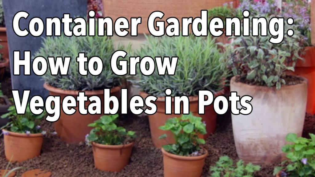 Container Gardening – Top Tips for Success Container Gardening - Top Tips for Success