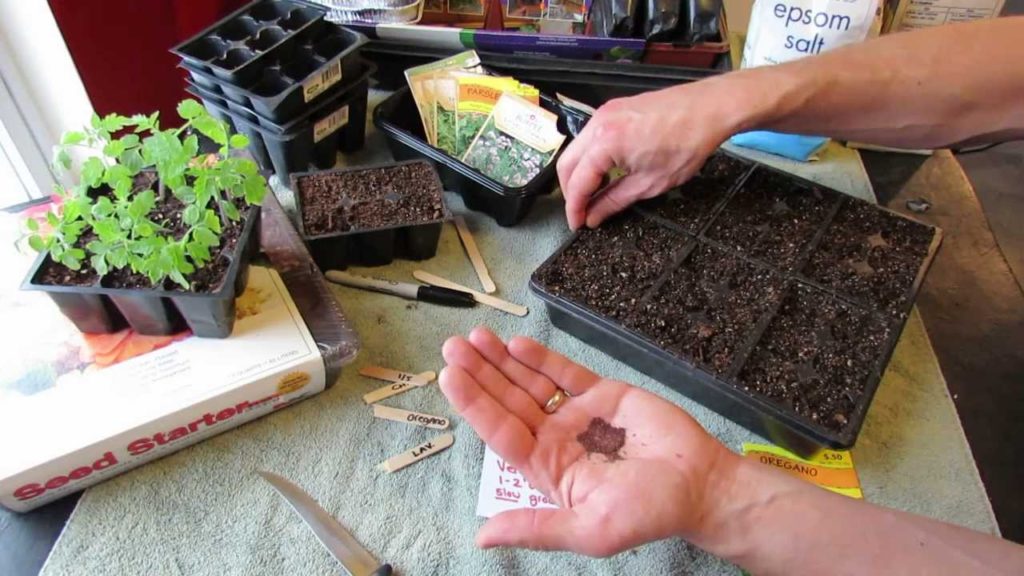 Great Herbs! How to Seed Start Oregano Indoors: Over Seeding Method! - MFG 2014