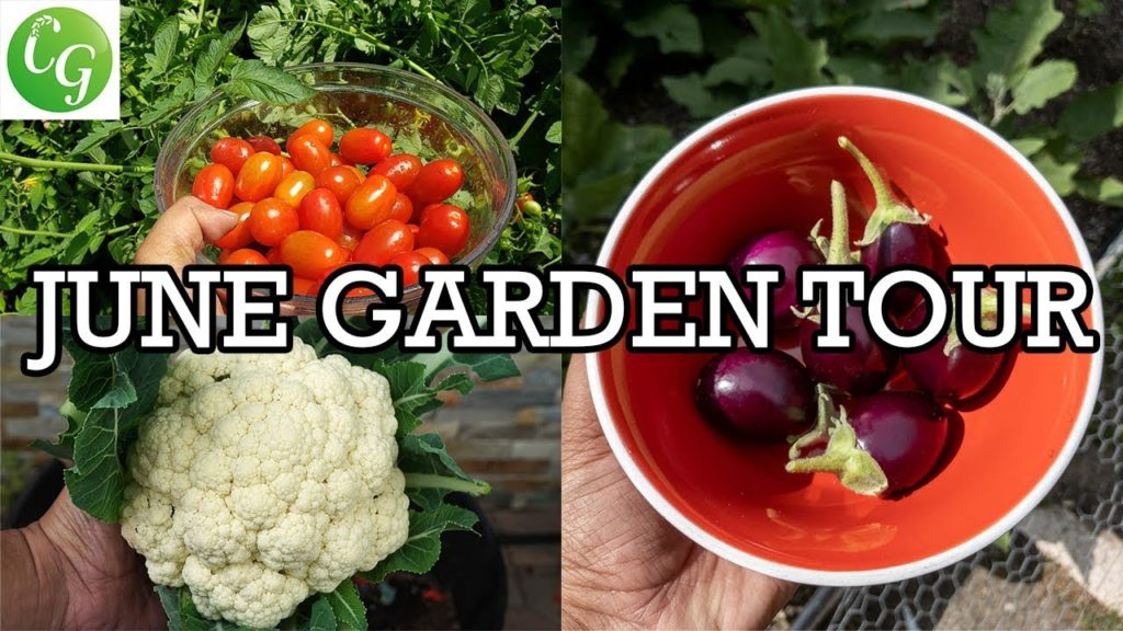 California Garden - June Garden Tour - Gardening Tips & Tricks