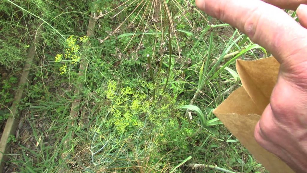 MFG 2013: Collecting, Separating & Storing Dill Seeds - Save Money