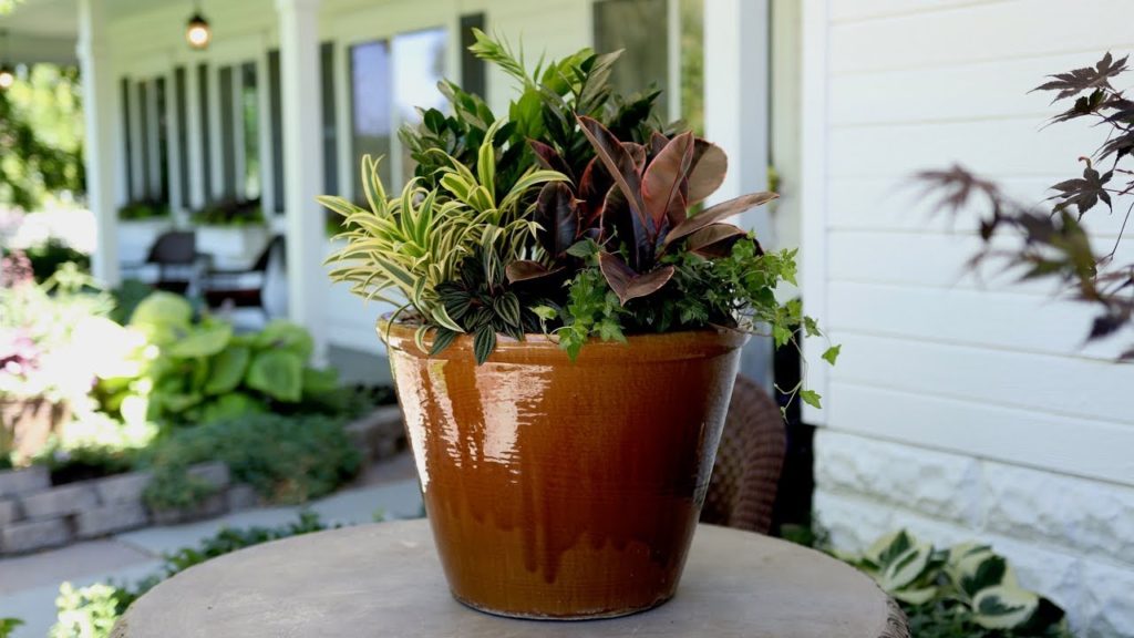 Houseplant Arrangement 🌿