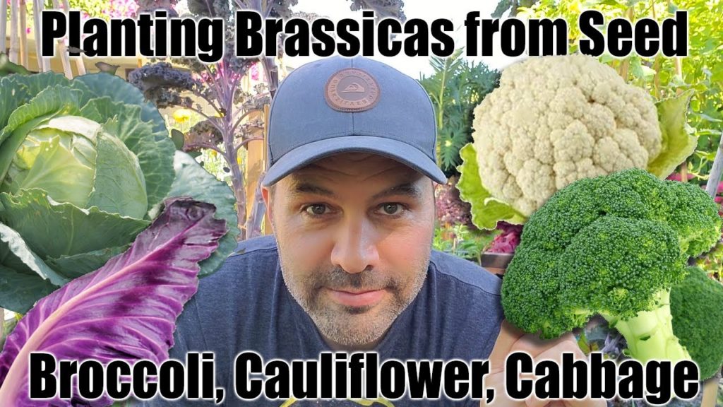 Planting (sowing) Brassicas From Seed // Cauliflower, Broccoli and Cabbage