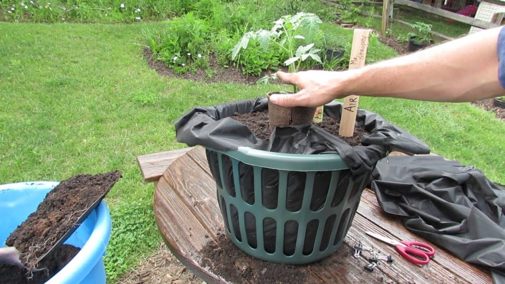 What is Root Air Pruning & How to Make a Cheap Tomato Air Pruning Container: TRG 2014