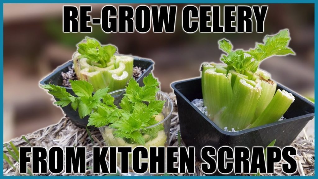 Grow Celery From Kitchen Scraps
