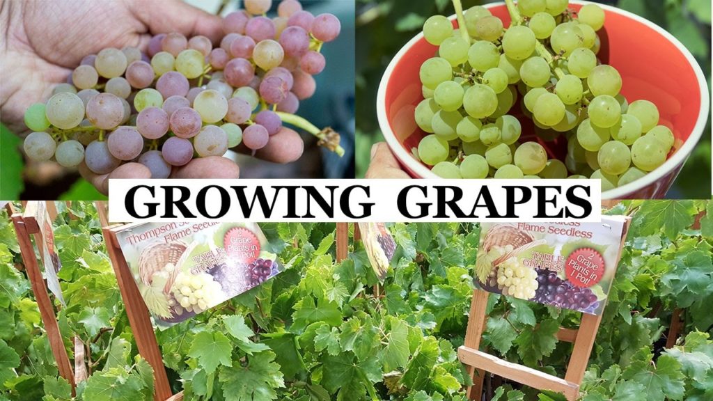 Two Year Grapes – How To Grow Grapes In Your Garden Two Year Grapes - How To Grow Grapes In Your Garden