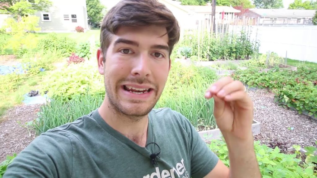 3 Natural Ant Control Methods Using Household Ingredients That Actually WORK