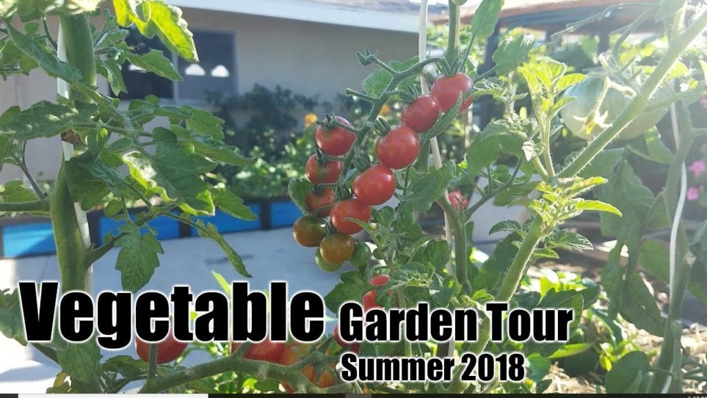 August 2018 Vegetable Garden Tour
