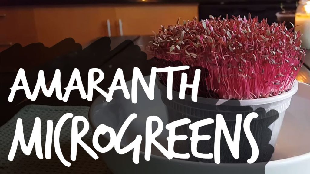 Epic Gardening: How to Grow Amaranth Microgreens Fast and Easy How to Grow Amaranth Microgreens Fast and Easy