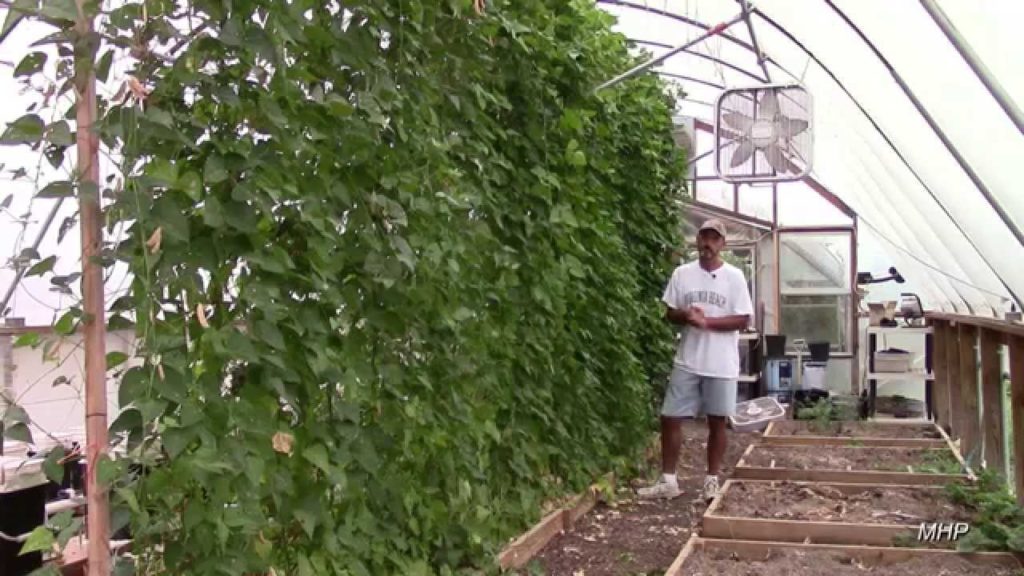 Sieva Butter Beans - An Excellent Pole Bean