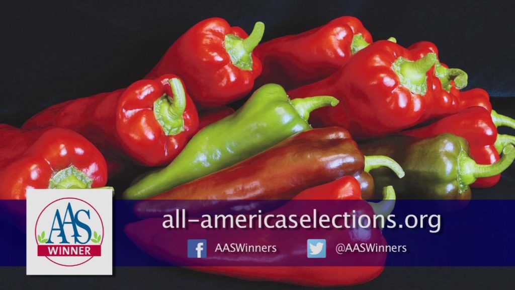 Cooking from the Garden: Carmen Pepper 15 sec teaser