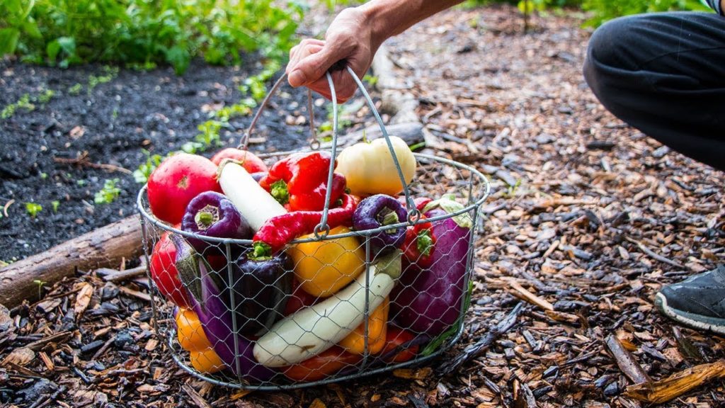 A Late Summer Garden Harvest FULL OF COLOR!