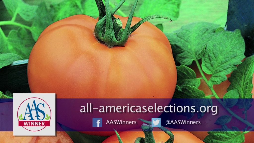 Cooking from the Garden: Chef's Choice Orange tomato 15 second teaser