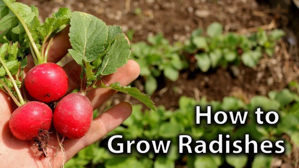 How to Grow Radishes (and get Continuous Harvests)