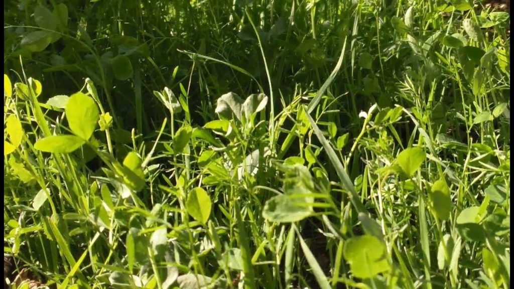 Soil Fertility: Cover Crop And Comfrey Transplant Update