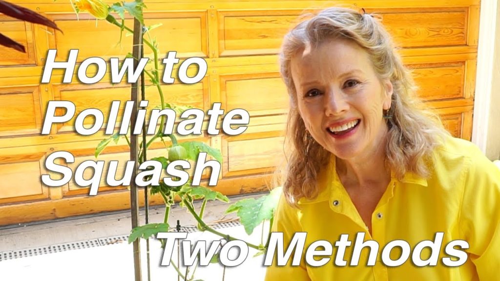 How to Pollinate Squash, Two Methods | Garden Vlog