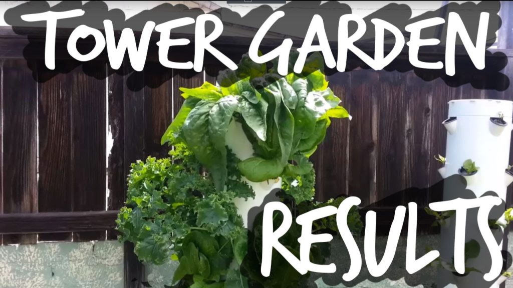 HUGE Tower Garden Harvest
