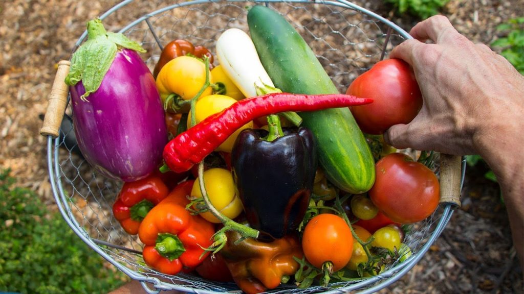 James Prigioni: Organic Gardening Harvest, Backyard Food Forest Organic Gardening Harvest, Backyard Food Forest