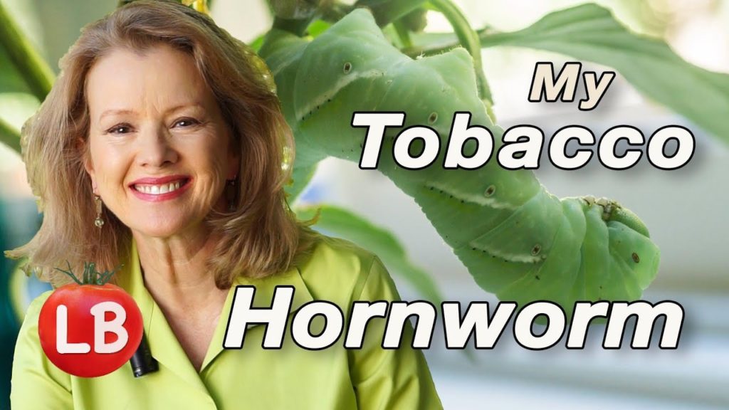 Kaye Kittrell: My Tobacco Hornworm | Late Bloomer | Episode 2 My Tobacco Hornworm | Late Bloomer | Episode 2