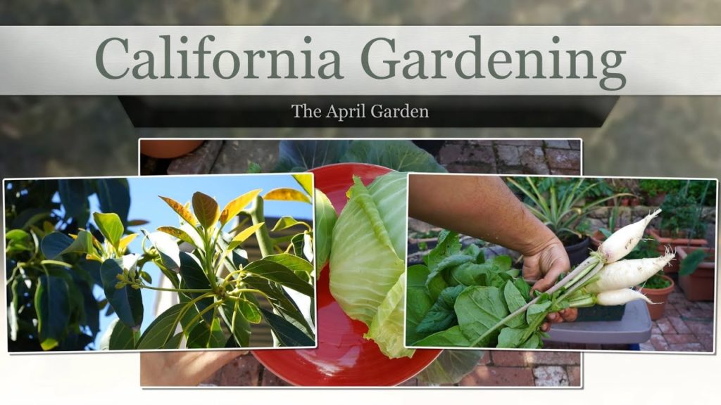 The California Garden in April - Grape Plant Reveal!