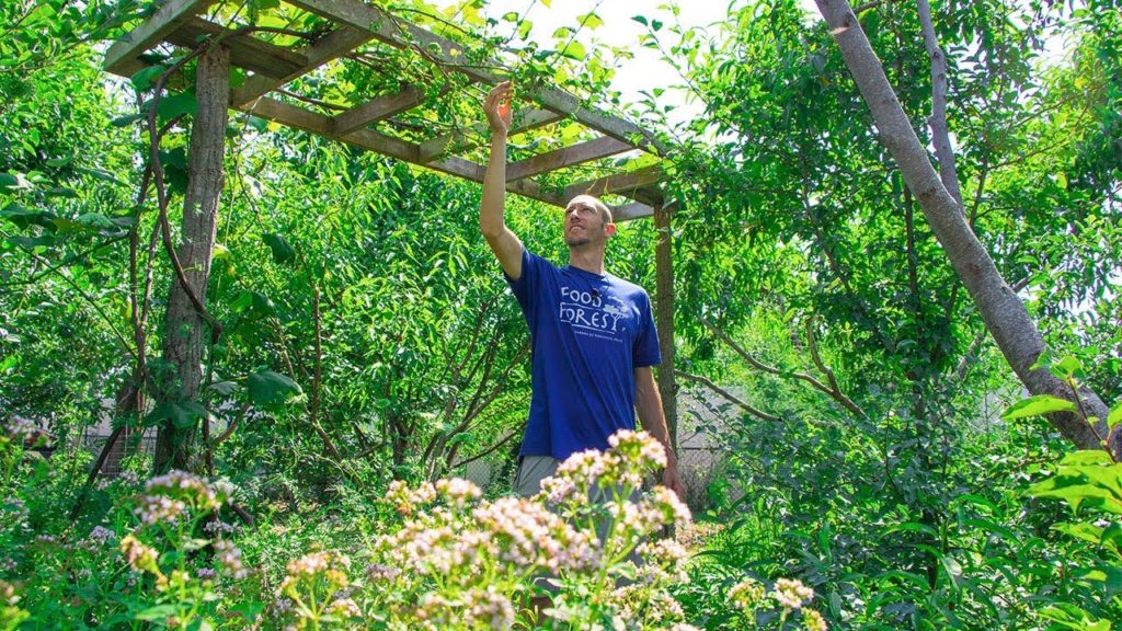 Plant this ONCE and it will give you FREE FOOD for life!