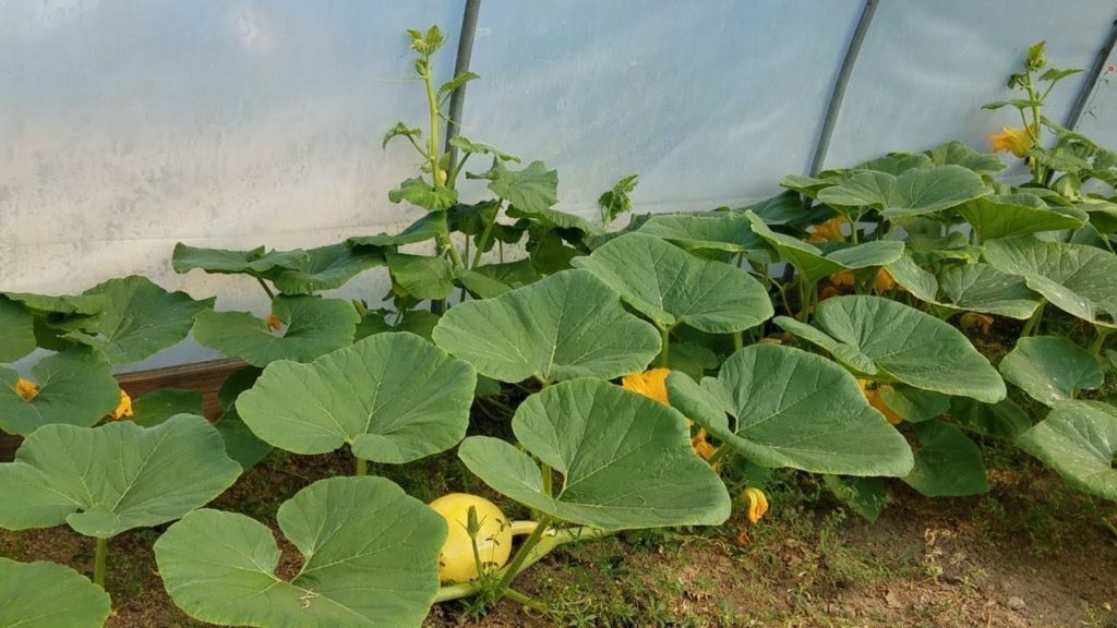 Hydroponic Pumpkin Update - Switched from Kratky to DWC