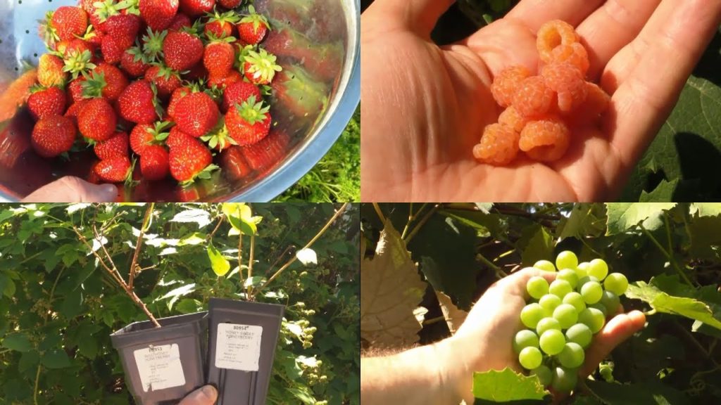 Blueberries! A New Edible Perennial in Our Garden