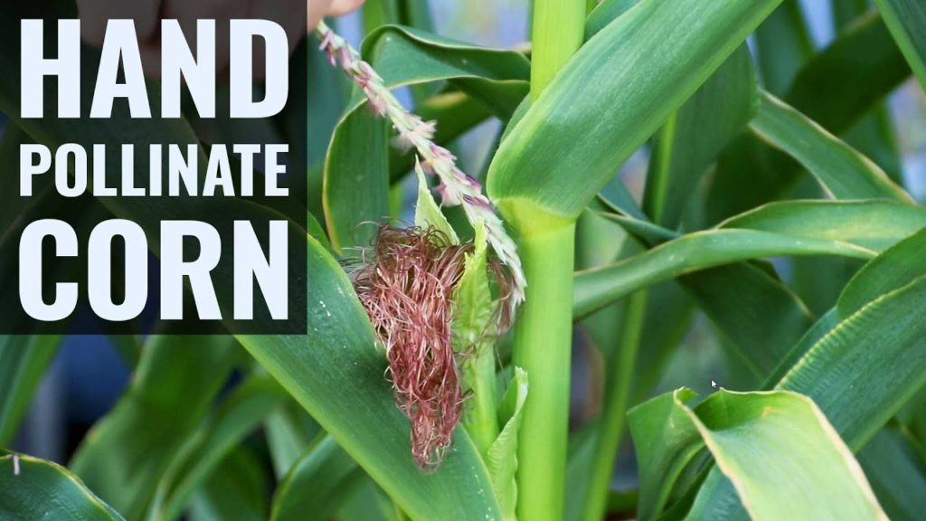 Hand Pollinating Corn for PERFECT Ears