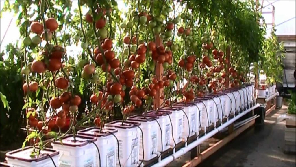 mhpgardener: Dutch Bucket Hydroponic Tomatoes – Lessons Learned and a New Crop Dutch Bucket Hydroponic Tomatoes - Lessons Learned and a New Crop