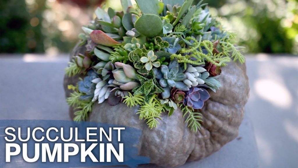 Succulent Topped Pumpkin (Or Squash) // Garden Answer
