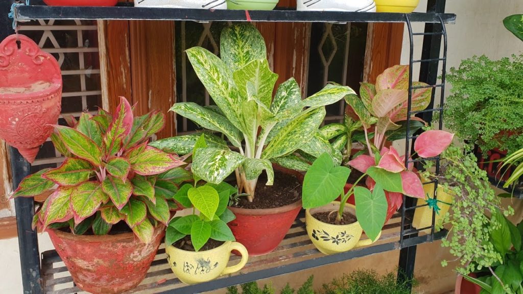 Indoor Plant Care Schedule - for Beginners || Fun Gardening