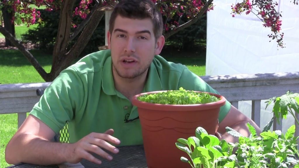 How to Grow Lettuce in Containers - Complete Growing Guide