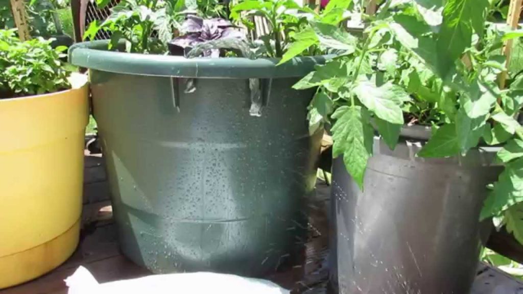 Gary Pilarchik: Managing Blossom End Rot in Container Tomatoes: Pelleted Lime/Calcium – TRG 2014 Managing Blossom End Rot in Container Tomatoes: Pelleted Lime/Calcium - TRG 2014