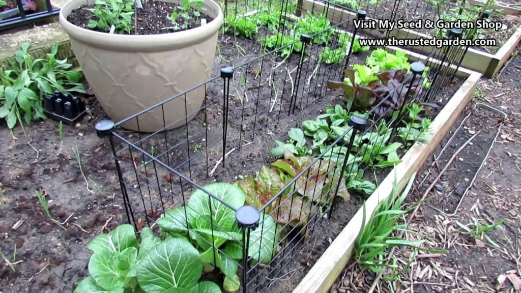 Gardening 101 Ep6: Staking, Trellising, Growing Vertically & Examples