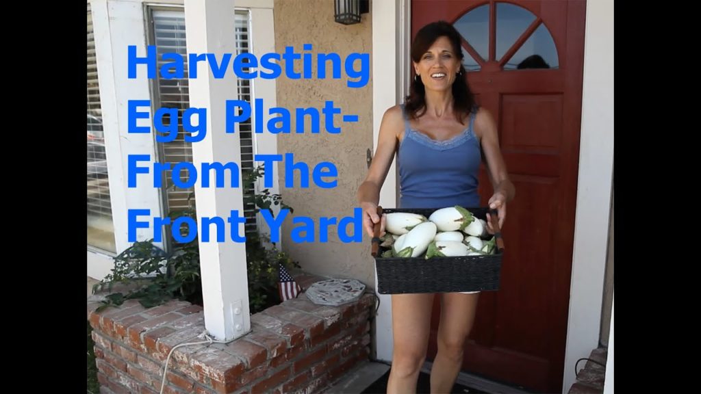 CaliKim: Eggplant Harvest from the Front Yard Garden Eggplant Harvest from the Front Yard Garden