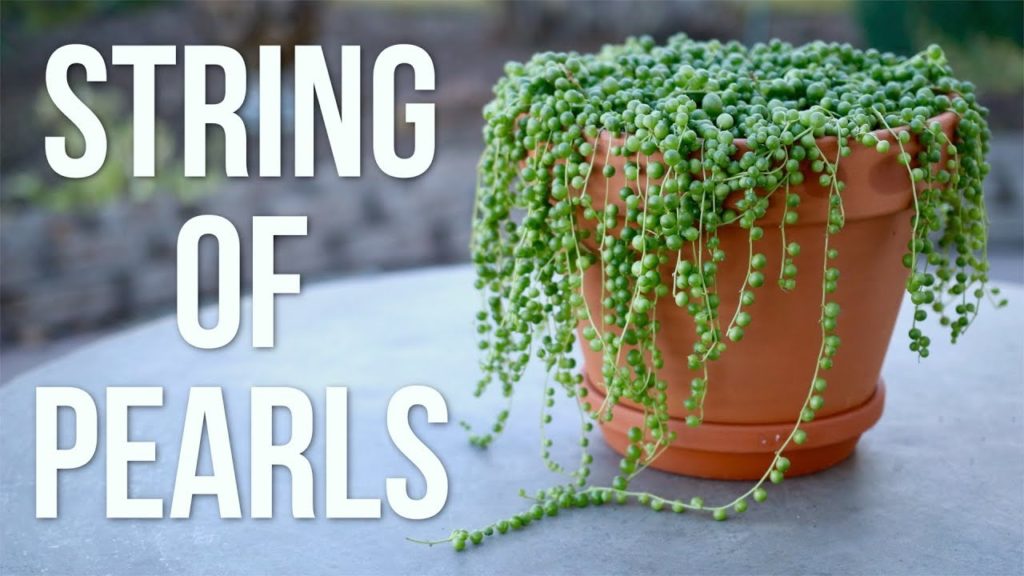 String of Pearls Care Guide // Garden Answer