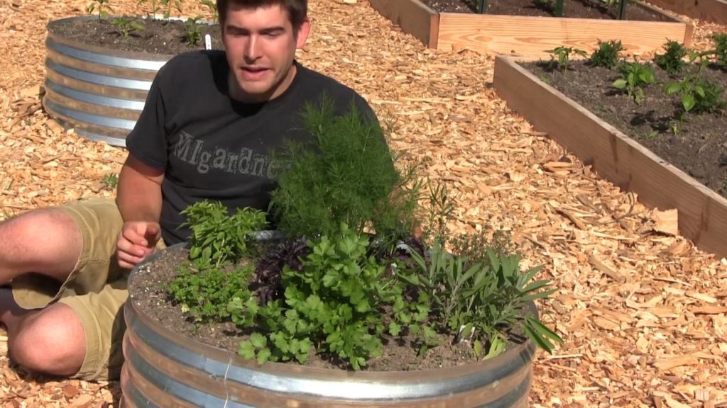 5 Plants to Grow in Low Light & Shady Areas