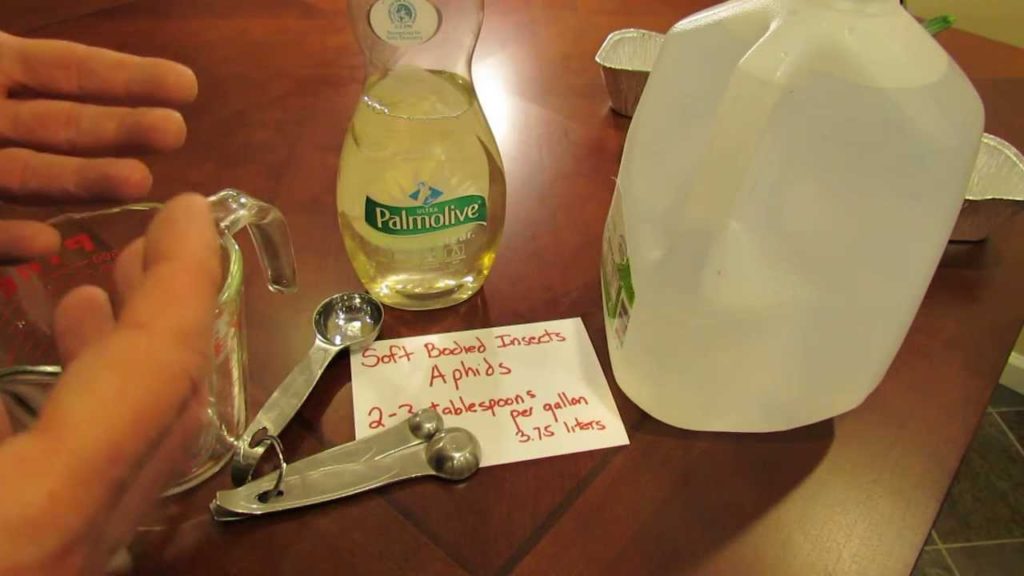 For New Gardeners: How to Make Soapy Spray for Soft Bodied Garden Insects - MFG 2014