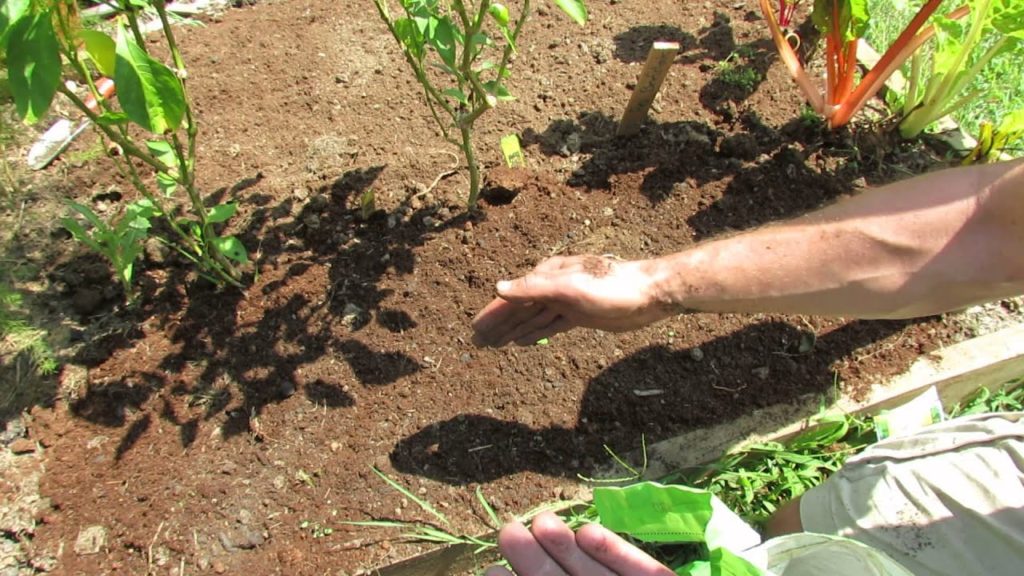 Planting Mesclun Leaf Lettuces in a Basic Scatter Plot Method - My 1st Vegetable Garden - MFG 2013