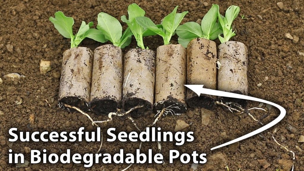 Huw Richards: Grow Seedlings Successfully Using Cardboard Rolls Grow Seedlings Successfully Using Cardboard Rolls