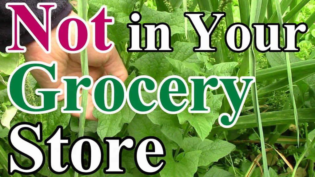 Not in Your Grocery Store #1: Good King Henry (Preserving Food Biodiversity)