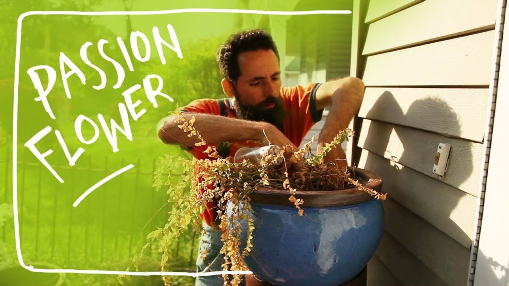 Siloé Oliveira: Growing Passion Fruit/ Flower as an Exotic House Plant Growing Passion Fruit/ Flower as an Exotic House Plant