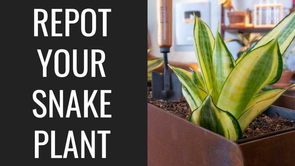 Epic Gardening: Easy Tips for Propagating and Repotting Snake Plants Easy Tips for Propagating and Repotting Snake Plants