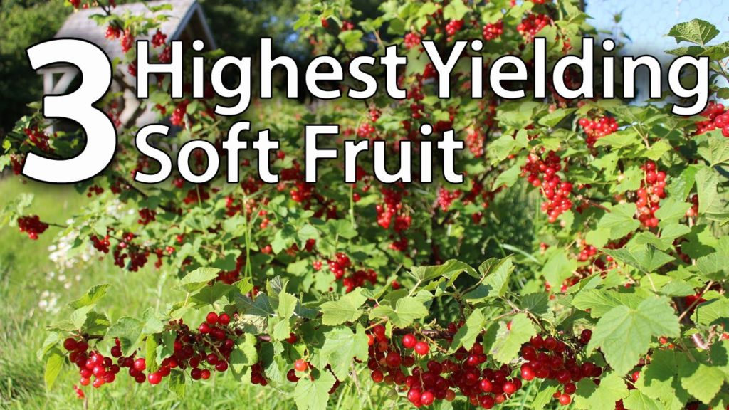 Our 3 Most Productive Soft Fruit Varieties of 2016