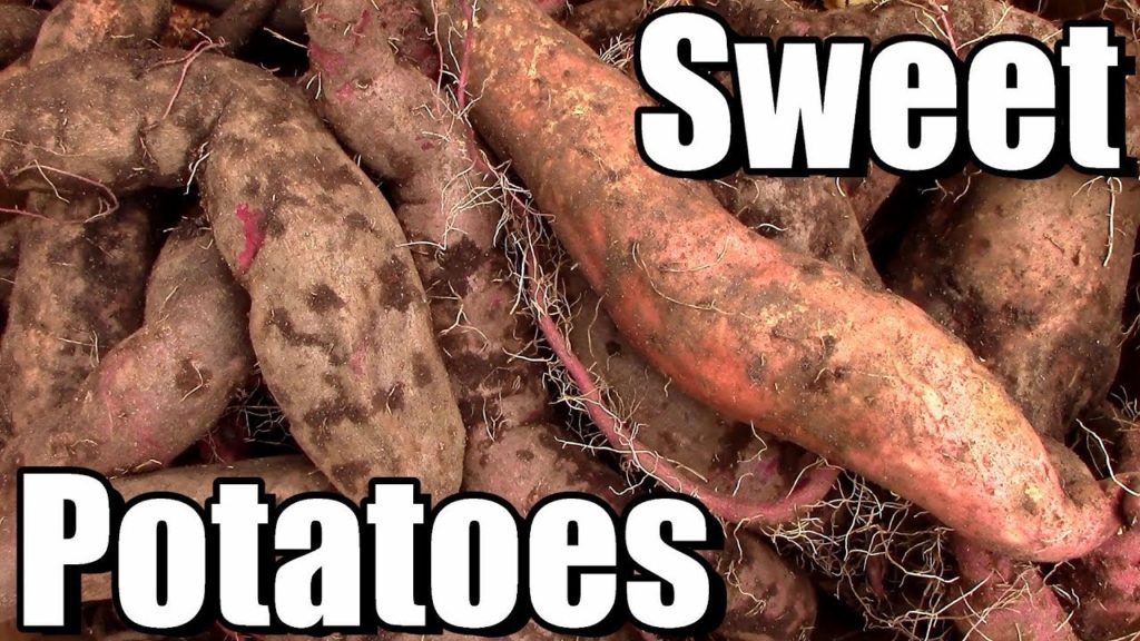 Big Sweet Potato Harvest in Zone 5! (Local Food at its Best!)