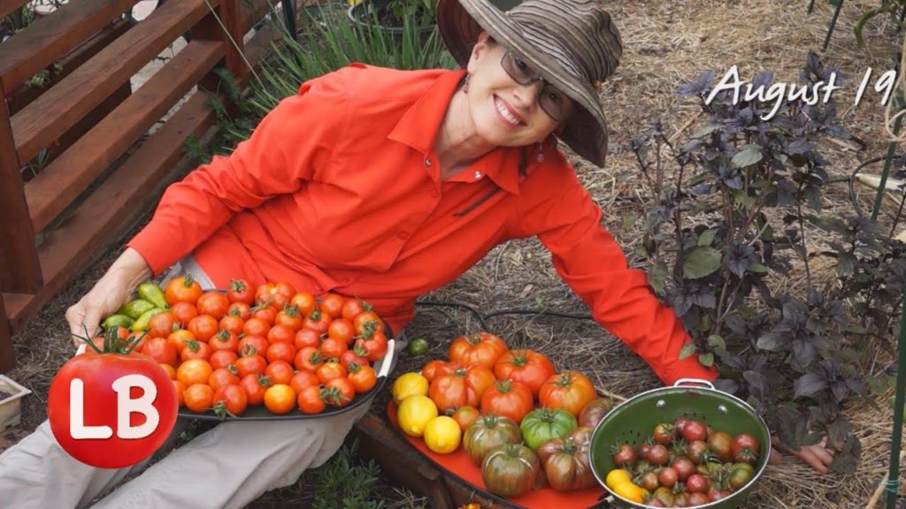 Growing Heirloom Tomatoes - Part 4 | Late Bloomer | Episode 15