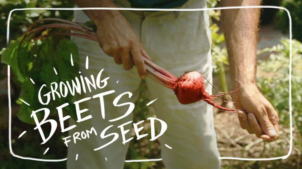 Siloé Oliveira: Grow Beets From Seed Sooner with this Technique Grow Beets From Seed Sooner with this Technique
