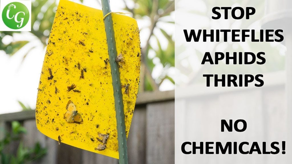 Sticky Whitefly Aphid trap - How To Control Whitefly & Aphids Without Using Chemicals & Pesticides